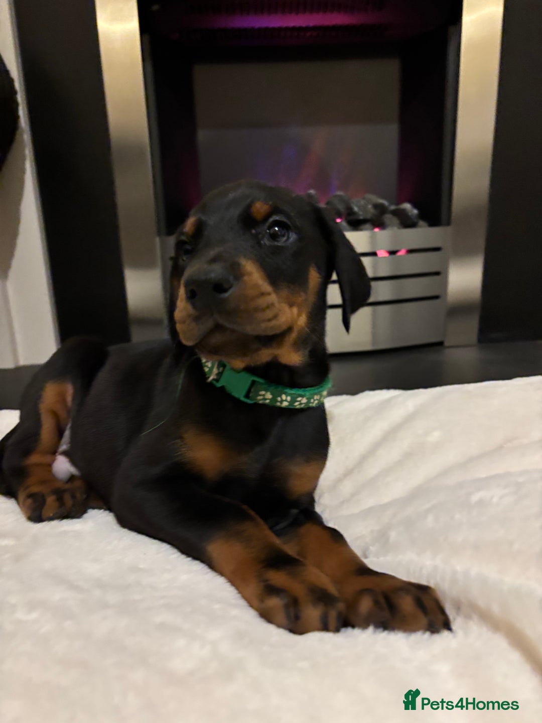 Dobermann dogs for sale: Stunning KC Dobermans champion bloodlines  - Advert 29