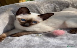 Siamese cats for sale: 😻 Top Quality All Colours Siamese Kittens.  - Image 3