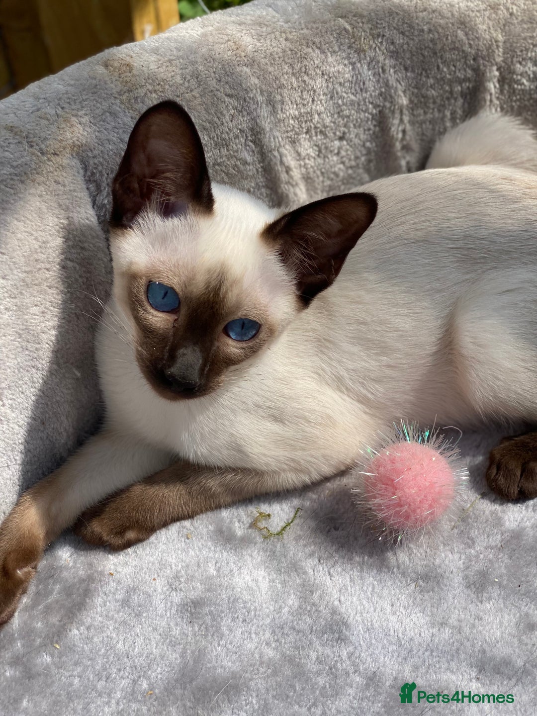 Siamese cats for sale: 😻 Top Quality All Colours Siamese Kittens.  - Image 3