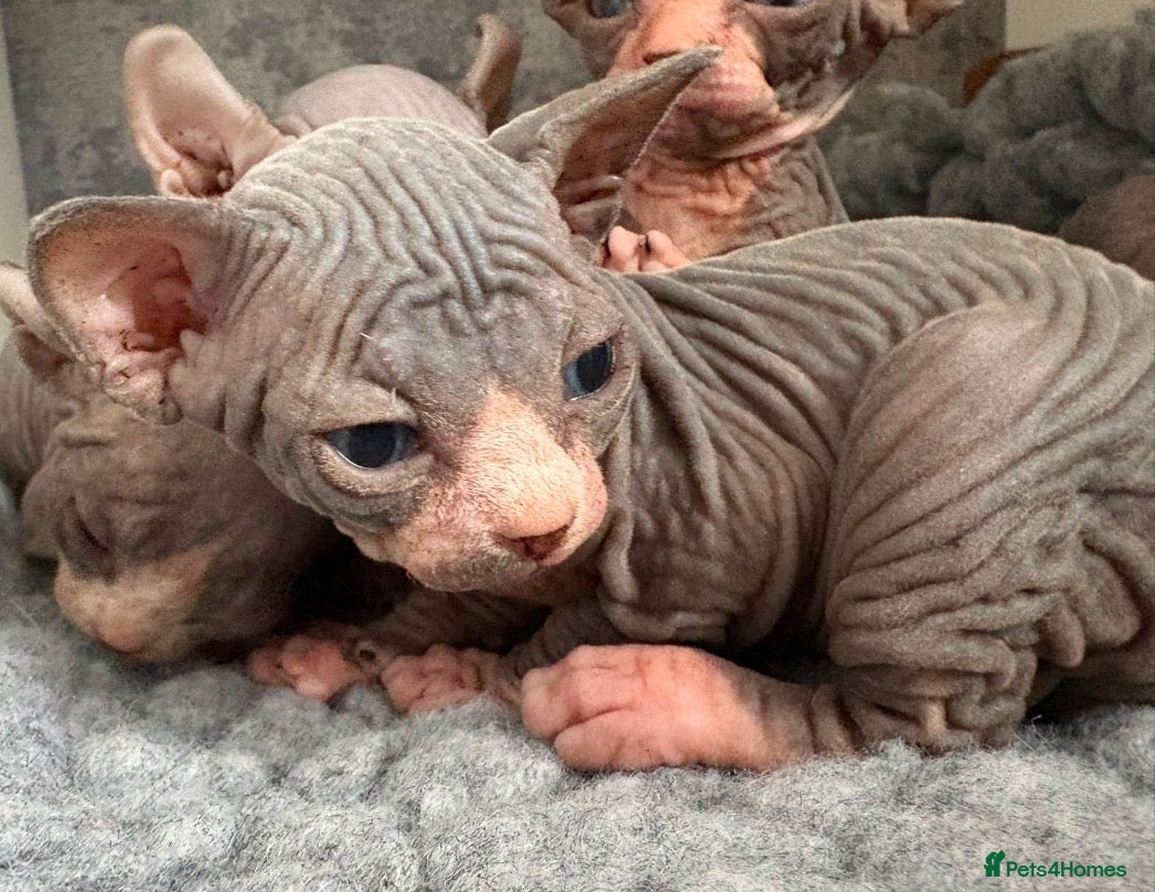 Sphynx cats Stunning lilac and blue sphynx  - Advert 12