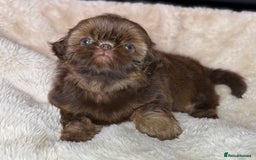 Shih Tzu dogs for sale: 💕Last Girl💕KC REG Imperial Shihtzu babydoll face - Image 2