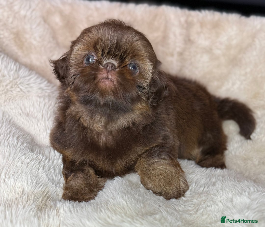 Shih Tzu dogs for sale: 💕Last Girl💕KC REG Imperial Shihtzu babydoll face - Image 2