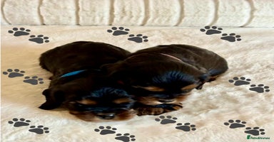 Cavalier King Charles Spaniel dogs - Advert 8