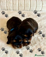 Cavalier King Charles Spaniel dogs - Advert 8