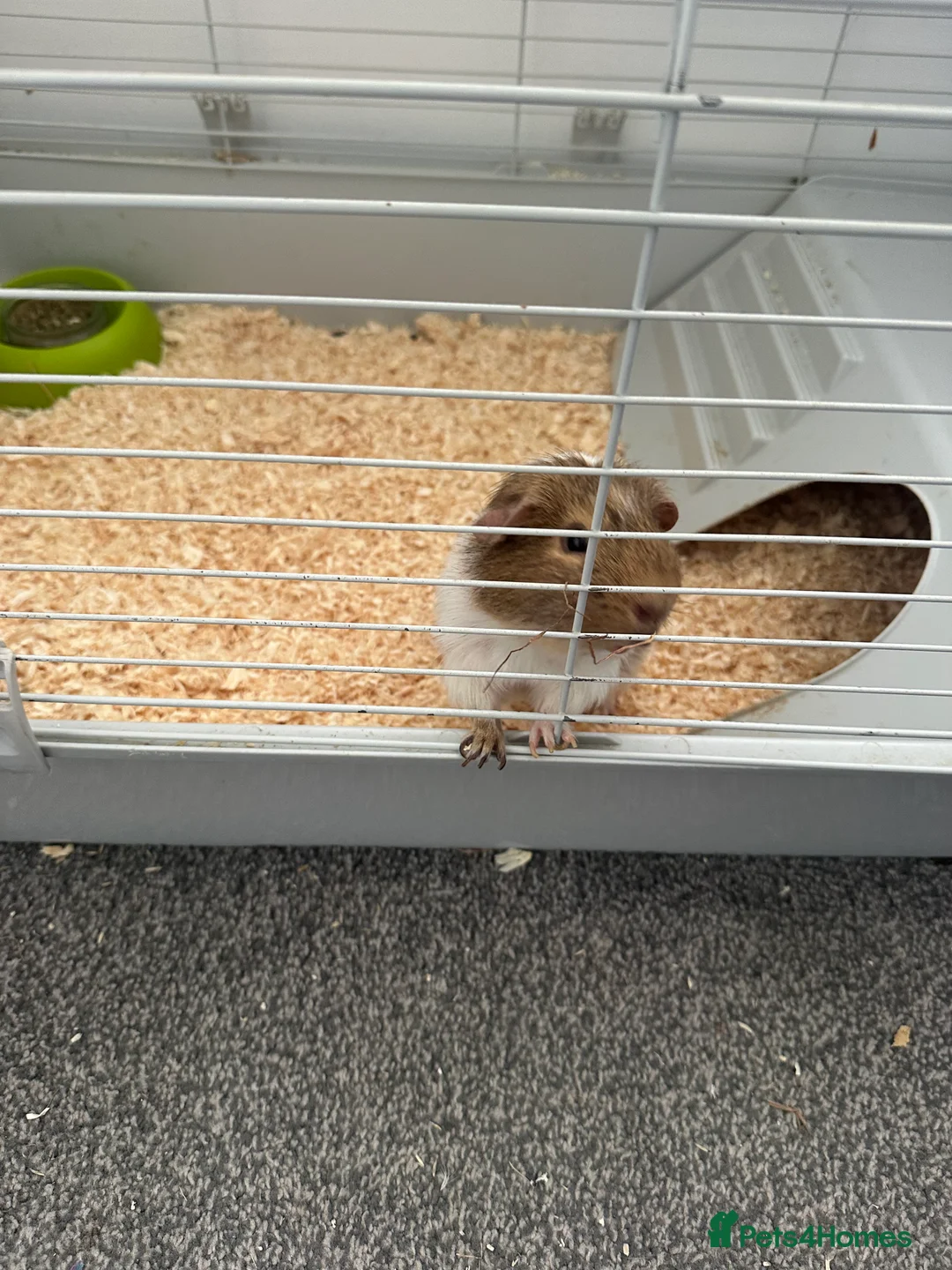 Guinea Pig rodents for sale: Guinea pig  - Advert 2