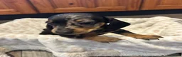 Dachshund dogs for sale: Dachshund puppies - Advert 17