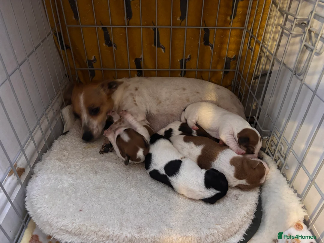 Jack Russell dogs for sale: Puppies Looking for Their Forever Homes 🐶💛 - Advert 2
