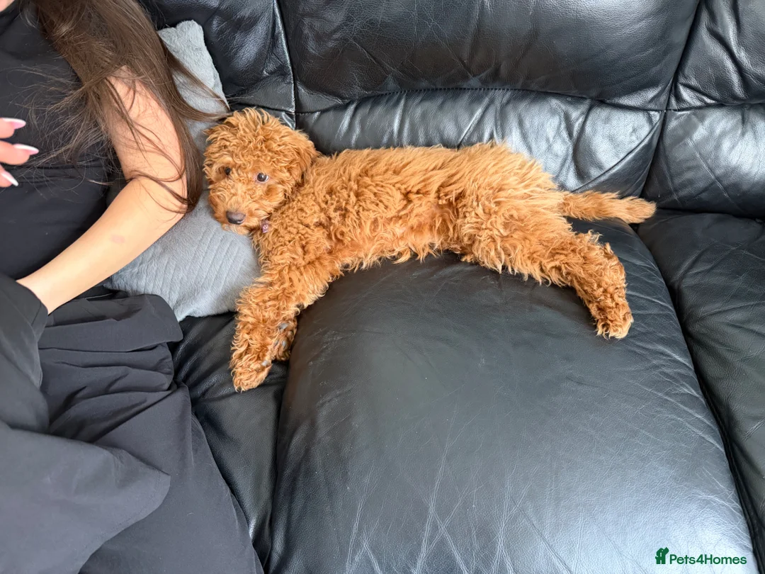 Cavapoo dogs for sale: Charlie  in Altrincham - Advert 1