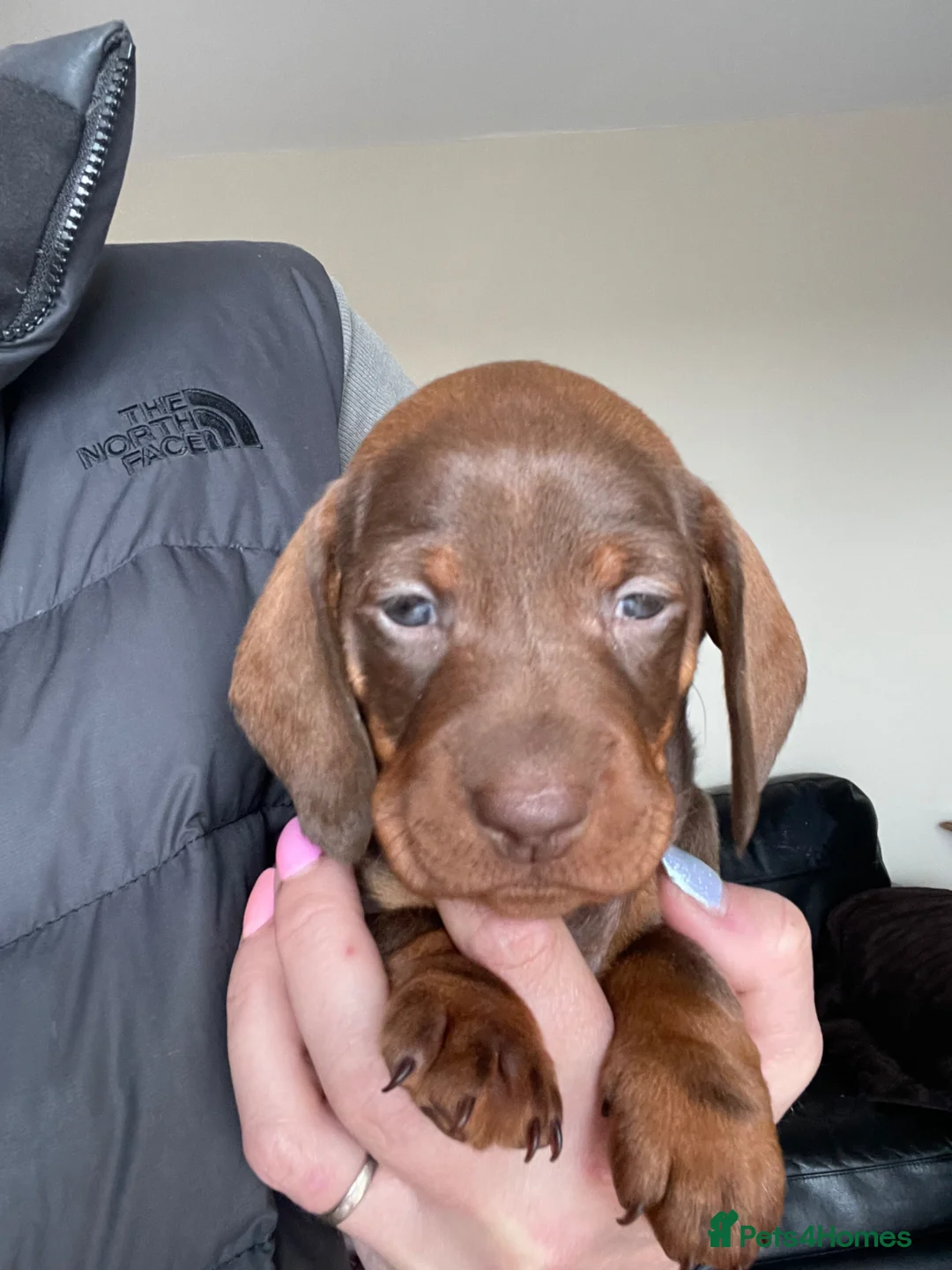 Dachshund dogs for sale: Dachshund Puppies  - Advert 16