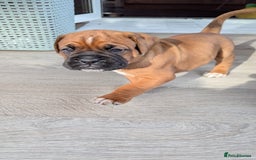 Mixed Breed dogs for sale: Boxer X Dogue De Bordeux Puppies - Image 11