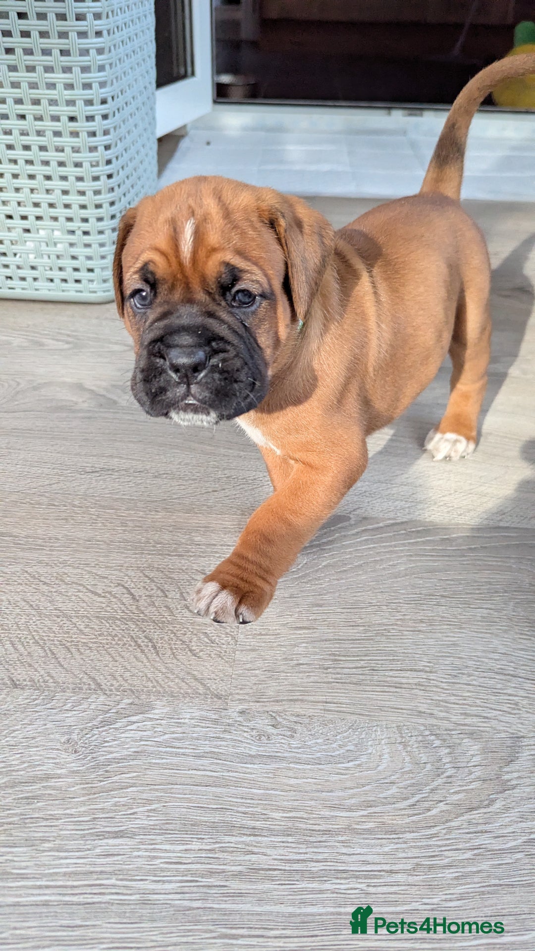 Mixed Breed dogs for sale: Boxer X Dogue De Bordeux Puppies - Image 11