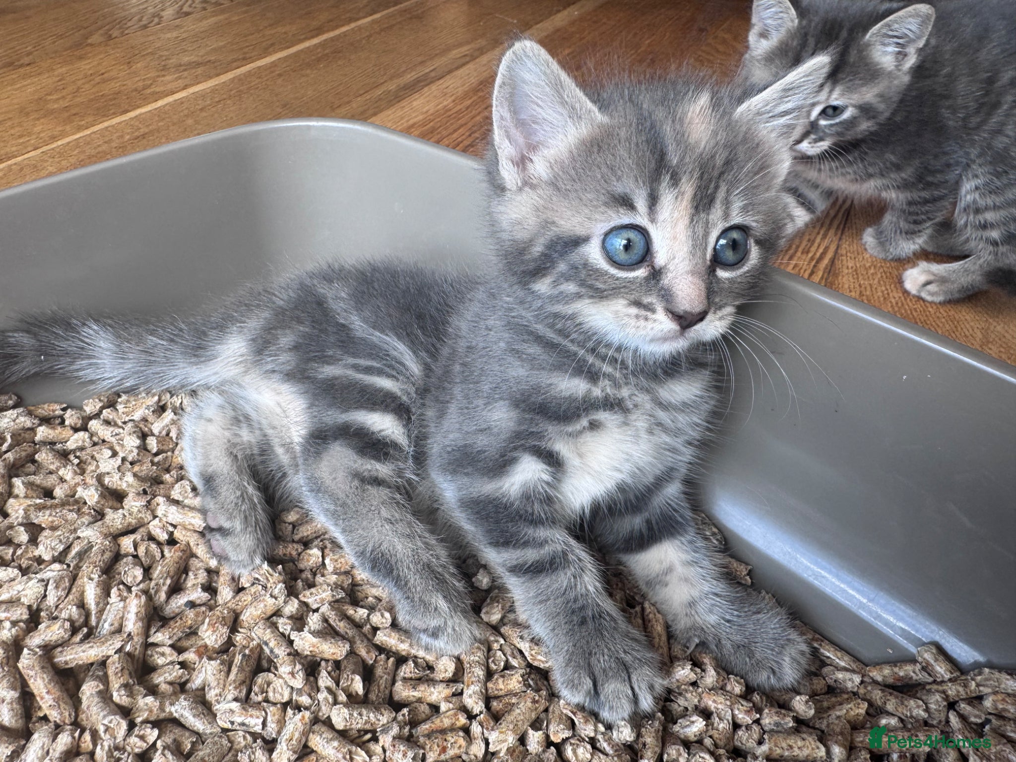 Mixed Breed cats for sale: Gorgeous fluffy affectionate kittens  in Cirencester - Advert 19