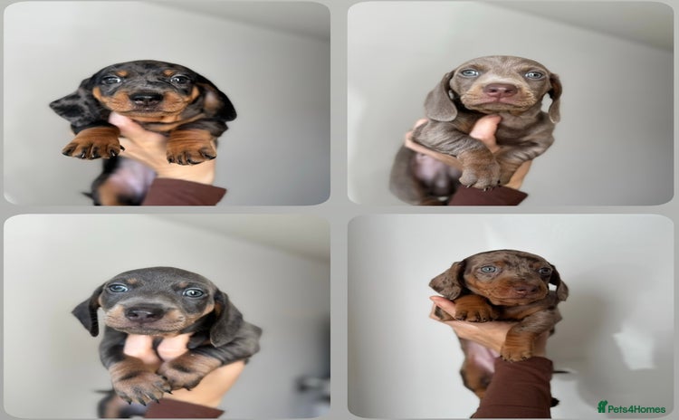 Miniature Dachshund dogs - Advert 1
