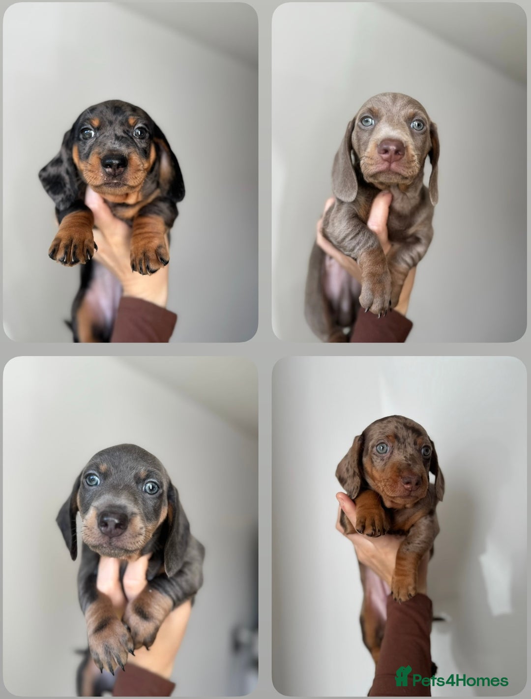 Miniature Dachshund dogs for sale: READY NOW !! mini dachshund pups  - Image 1