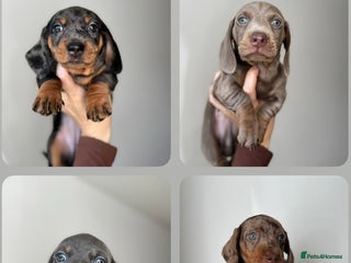 Miniature Dachshund dogs - Advert 16