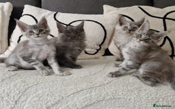 Maine Coon cats for sale: Beautiful GCCF Mainecoon kittens  - Image 7