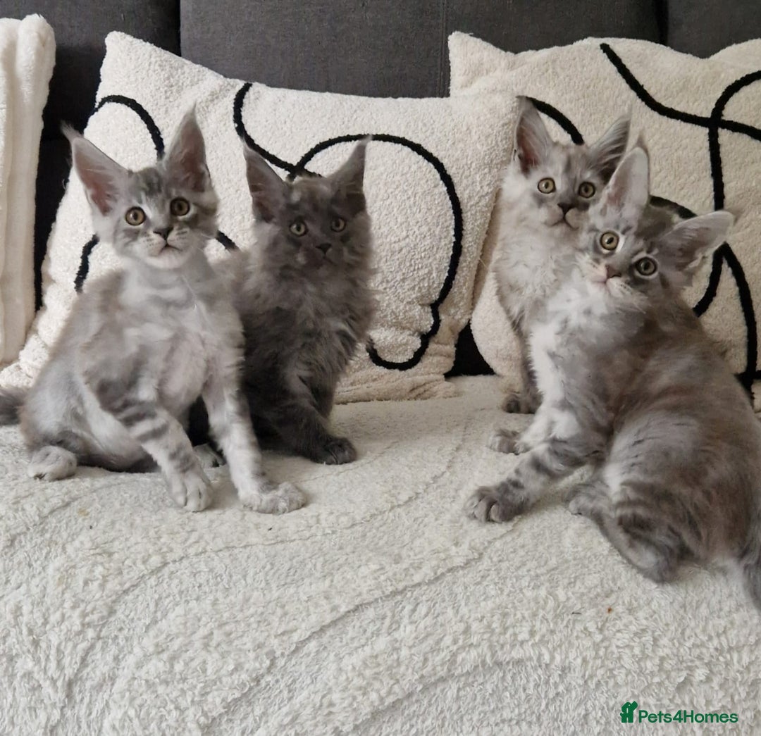 Maine Coon cats for sale: Beautiful GCCF Mainecoon kittens  - Image 7
