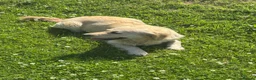 Golden Retriever dogs for sale: 2 year old golden Retreiver female  - Advert 2