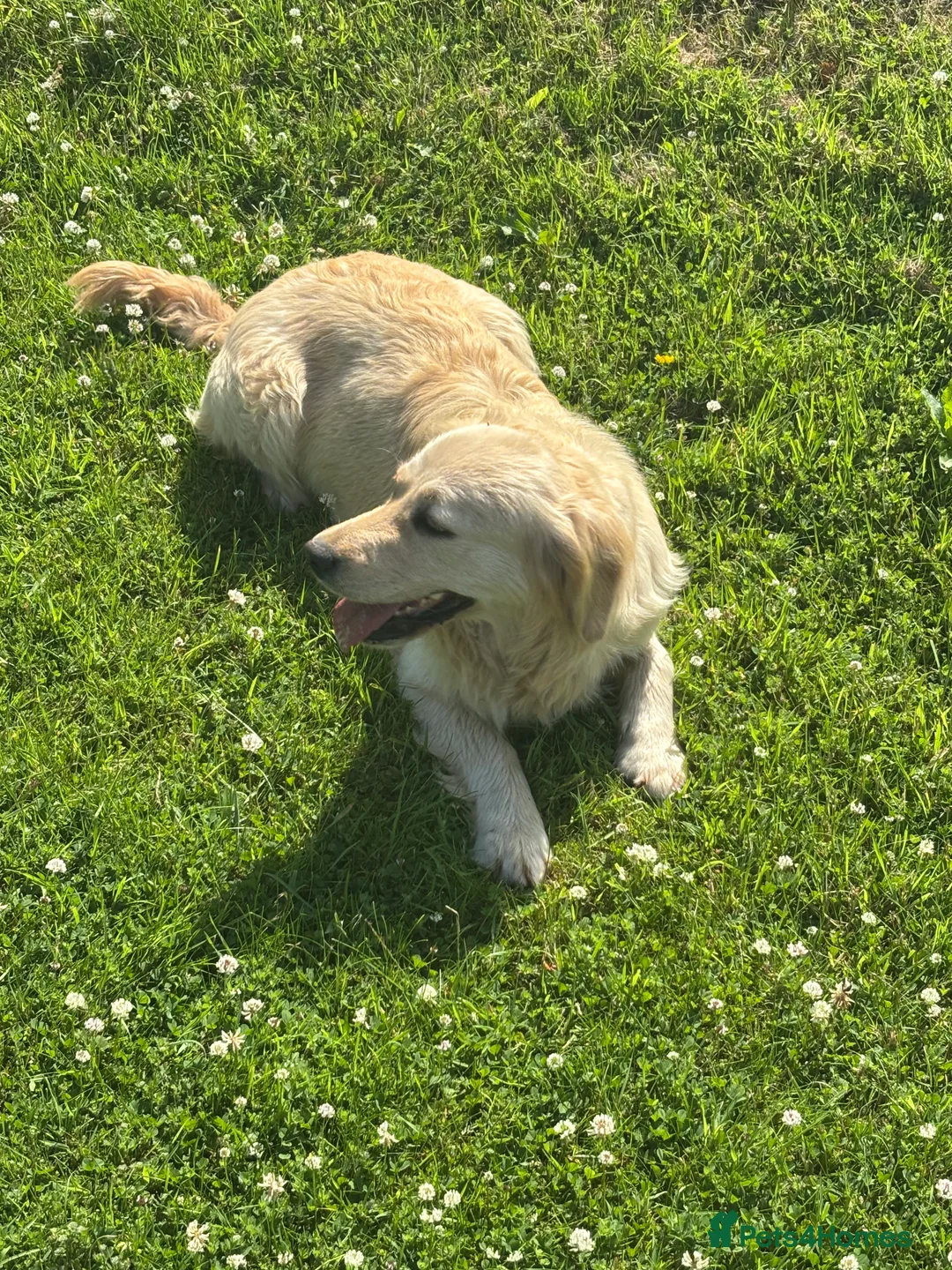 Golden Retriever dogs for sale: 2 year old golden Retreiver female  - Advert 2