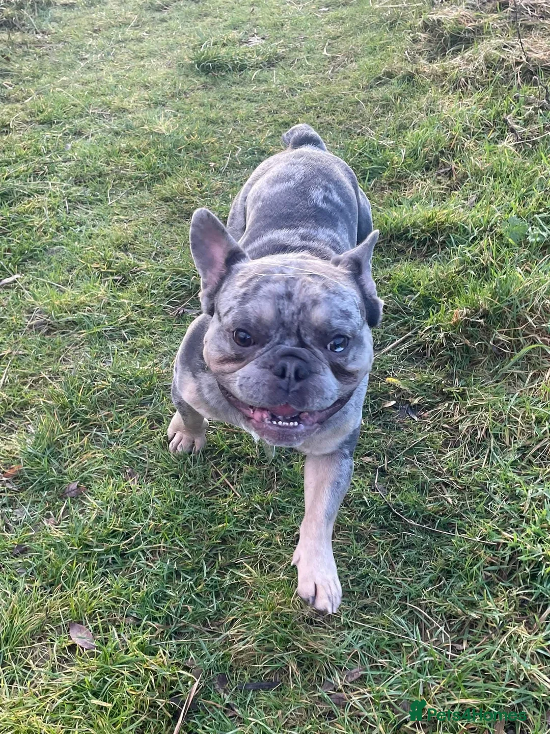 French Bulldog dogs for stud: FRENCHBULLDOG BLUE TAN MERLE STUD in Neath - Advert 2