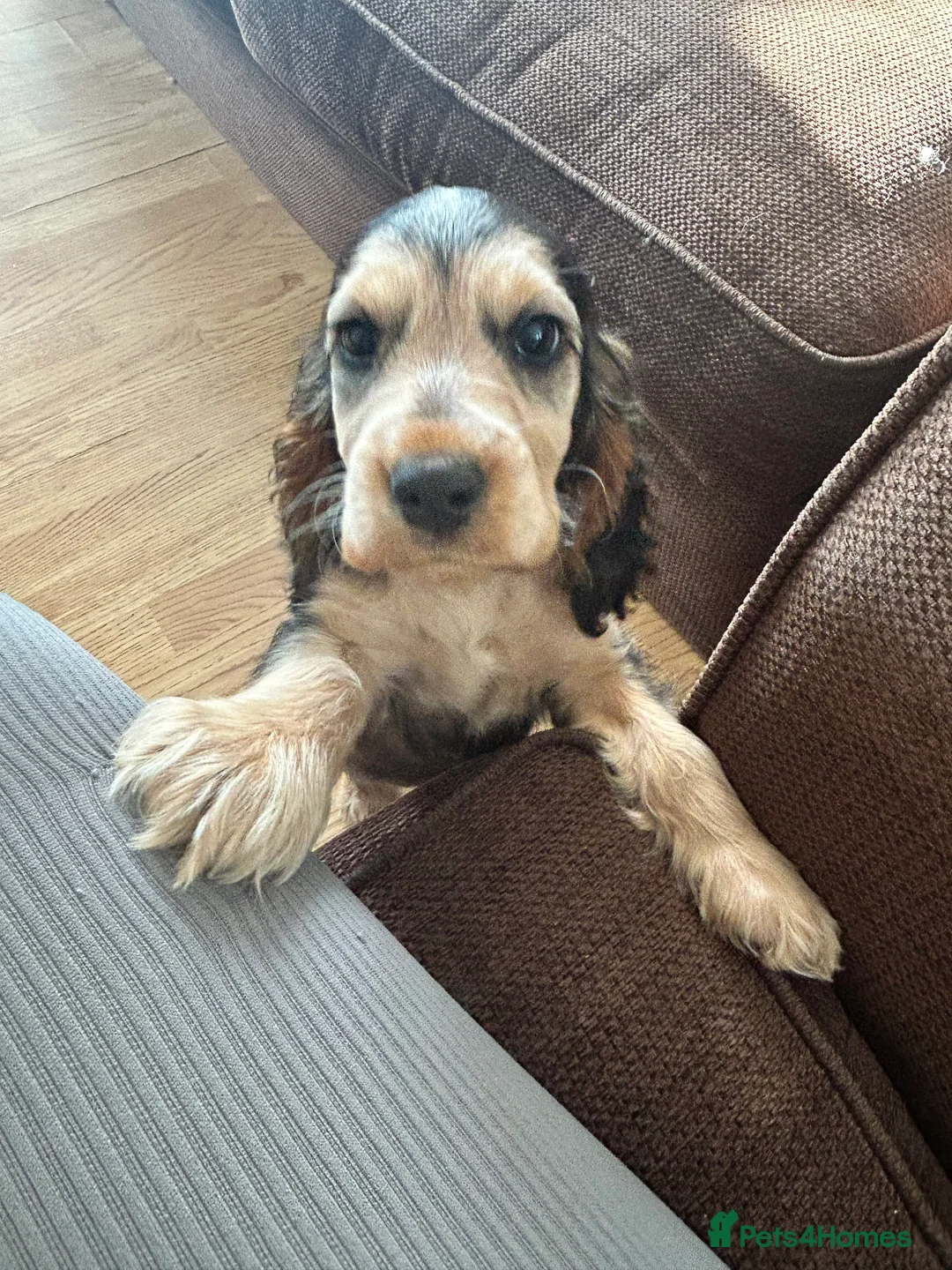 Cocker Spaniel dogs for sale: 9 month old Cocker Spaniel looking for new home.  - Advert 7