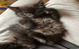 Turkish Angora cats for sale: 3 beautiful kittens ready to find a loving home  - Image 12