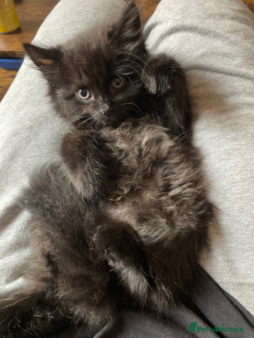 Turkish Angora cats for sale: 3 beautiful kittens ready to find a loving home  - Image 12