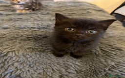 British Longhair cats for sale: Beautiful, playful kittens  - Image 6