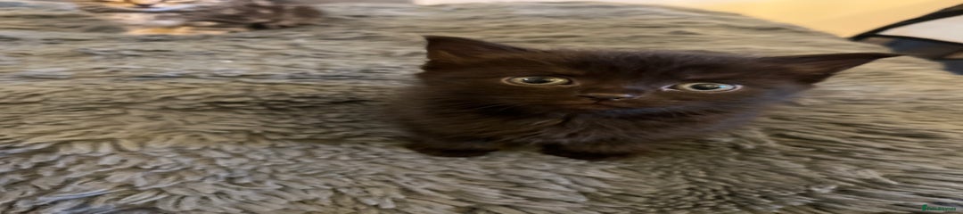 British Longhair Kitten 2
