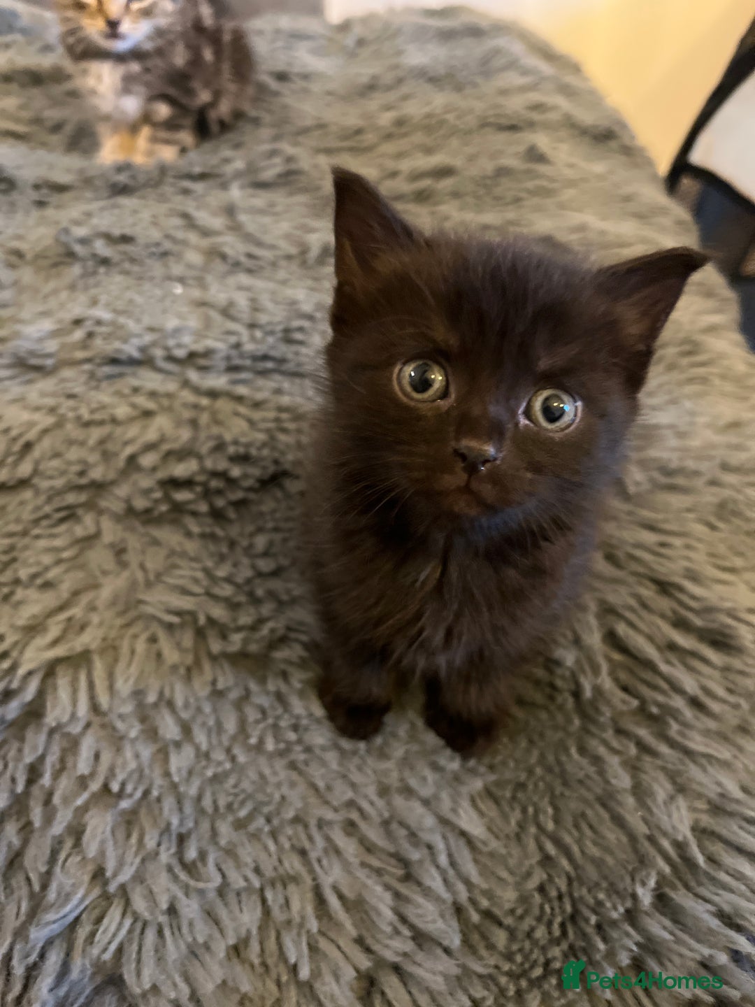 British Longhair cats for sale: Beautiful, playful kittens  - Image 6