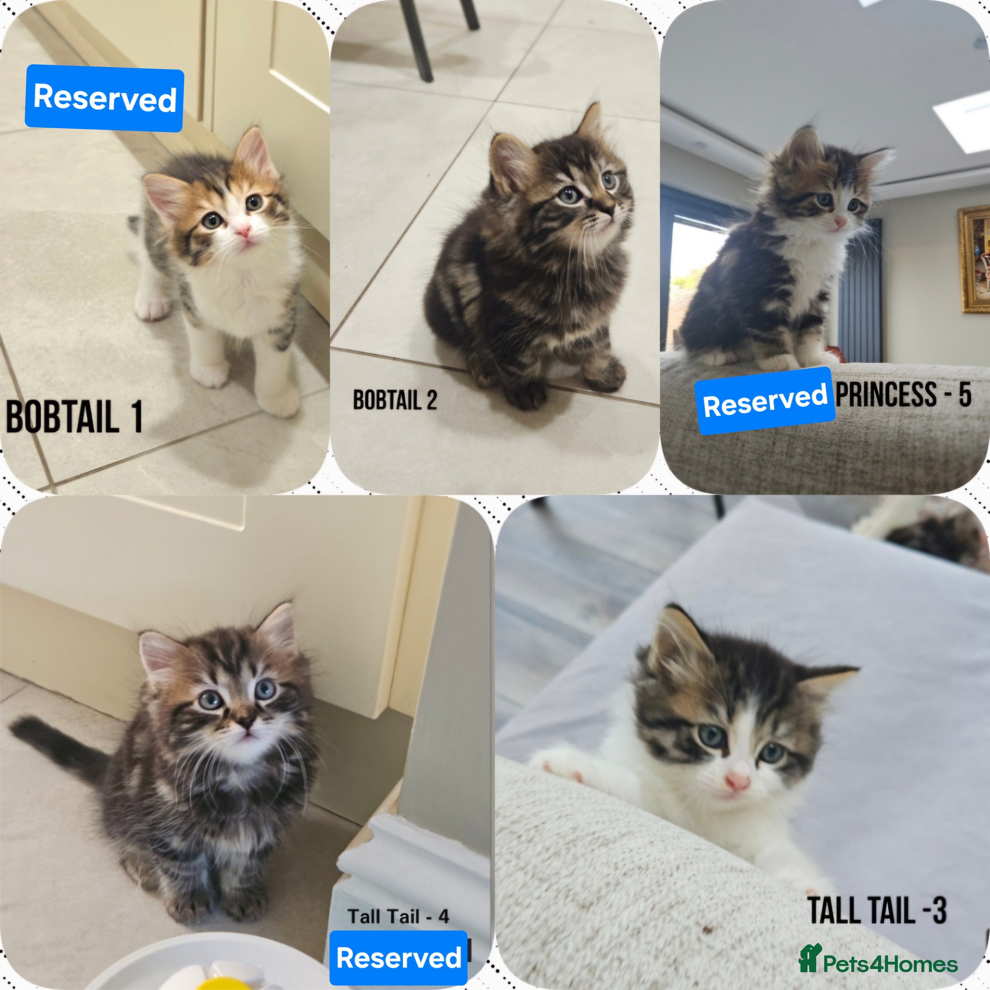 Mixed Breed cats Kuril- Doll🐾 Tiny Paws Seeking Forever Homes! 🐾 - Advert 18