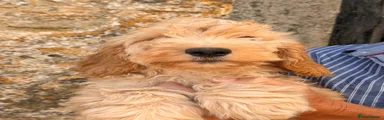 Cockapoo 2