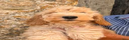 Cockapoo dogs for sale: Stunning Standard Cockapoos  - Advert 32