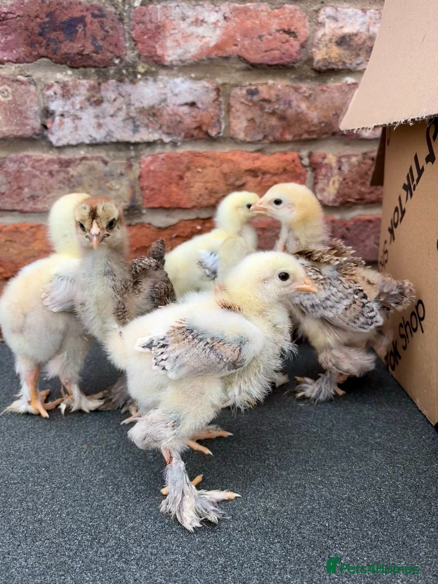 Chickens poultry Large Fowl Brahma Chicks Mixed Colours - Advert 4