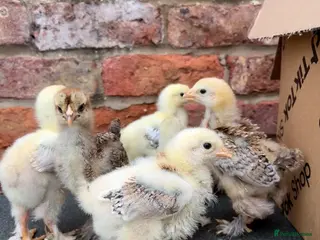 Chickens poultry Large Fowl Brahma Chicks Mixed Colours - Advert 2