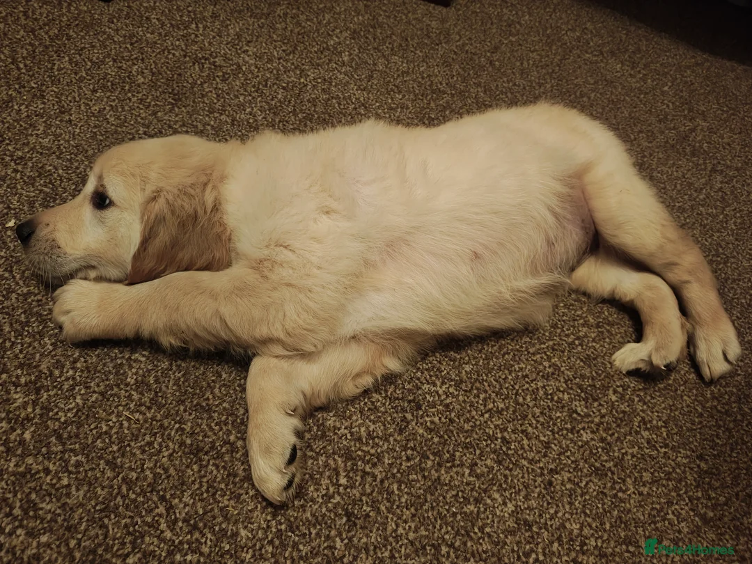 Golden Retriever dogs for sale: Only 5 gorgeous golden retriever puppies left - Advert 7