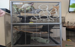 Rat rodents for sale: 2 female rats (4 month old) full cage setup  - Image 2