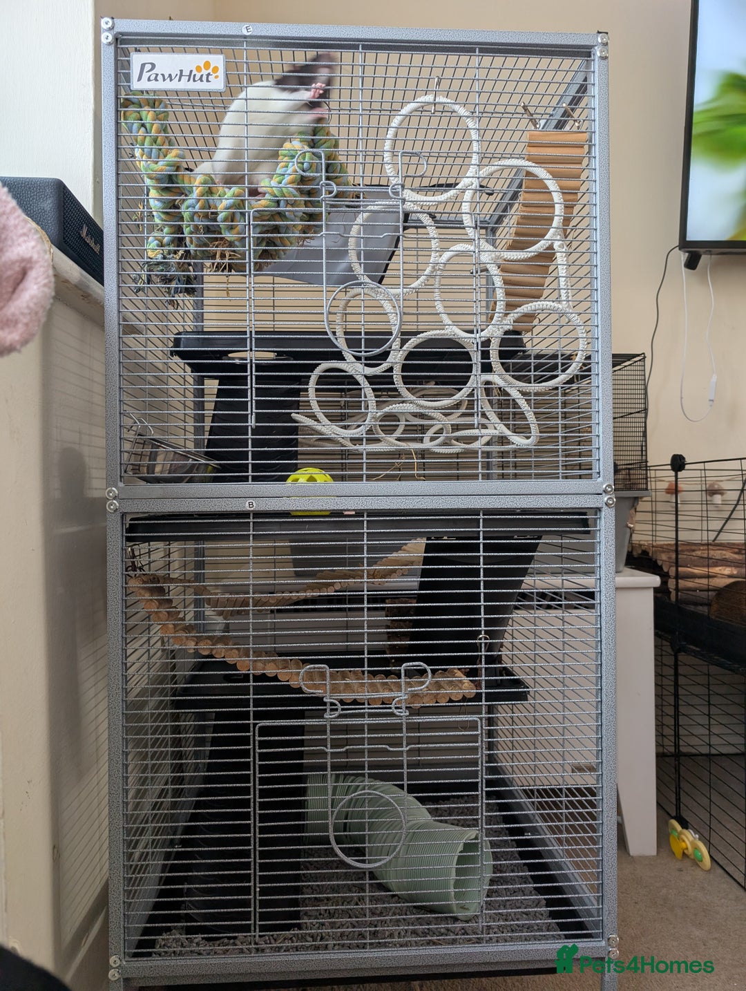 Rat rodents for sale: 2 female rats (4 month old) full cage setup  - Image 2