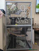 Rat rodents - Advert 9