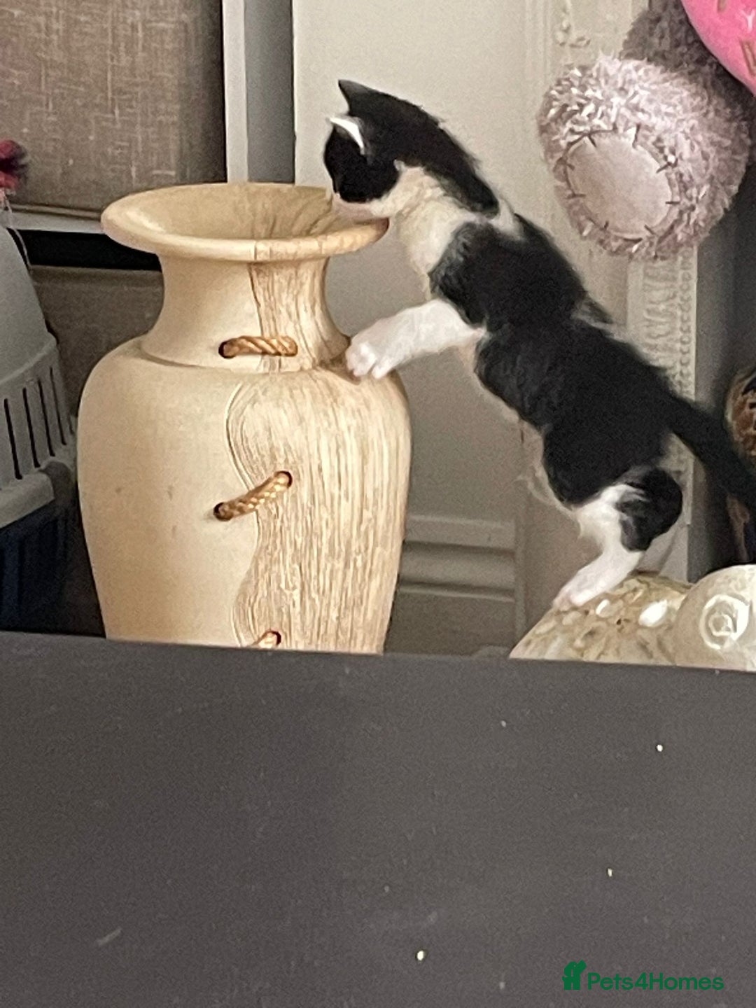 Mixed Breed cats for sale: Mix breed 3 boys 2 girls  - Image 4