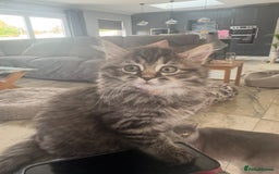 Mixed Breed cats for sale: Maine coon x ragdoll  - Image 25