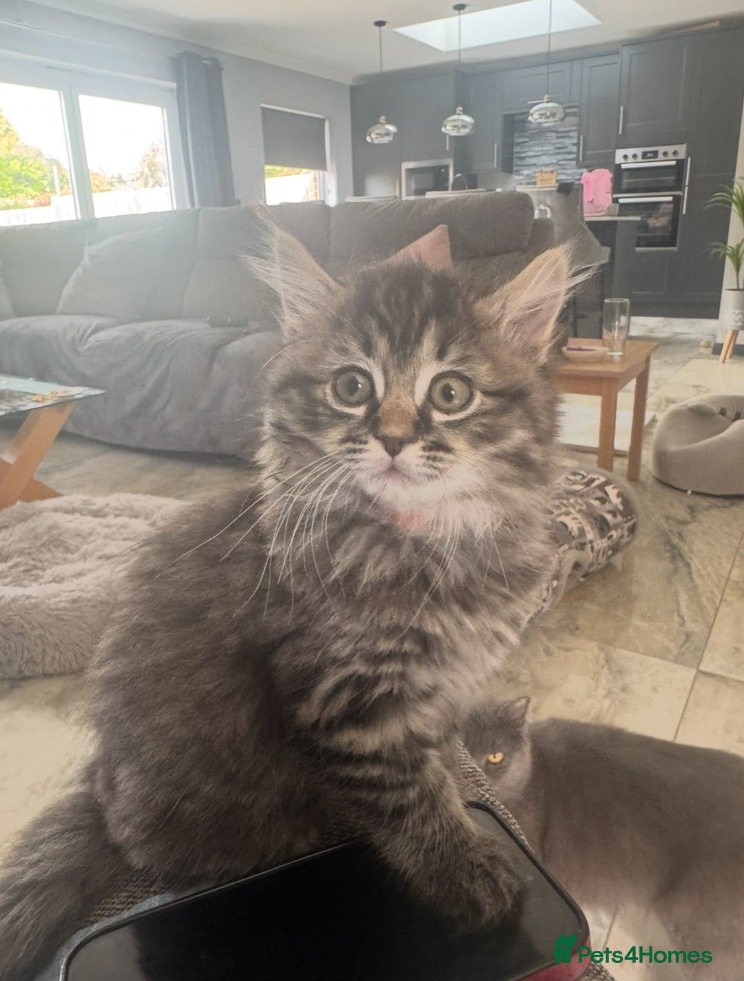Mixed Breed cats for sale: Maine coon x ragdoll  - Image 25