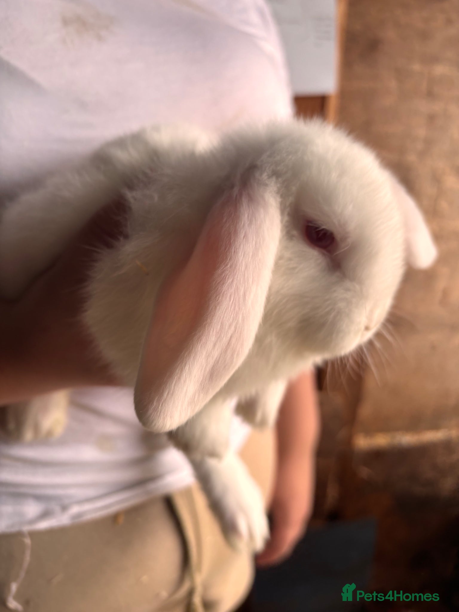 Mini Lop rabbits for sale: 8 beautiful baby’s rabbit  - Advert 18