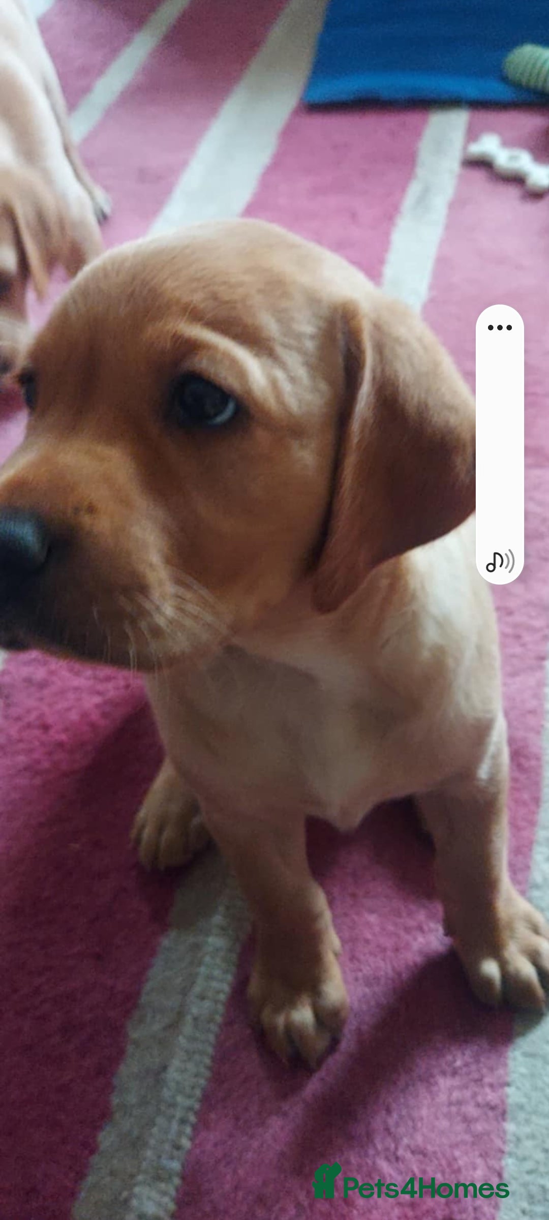 Labrador Retriever dogs for sale: Labrador puppies 1 red girl 1 black boy  - Image 4