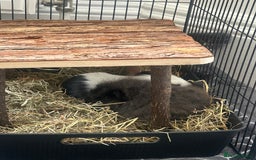 Guinea Pig rodents for sale: 2 guinea pigs free to good home - Image 2
