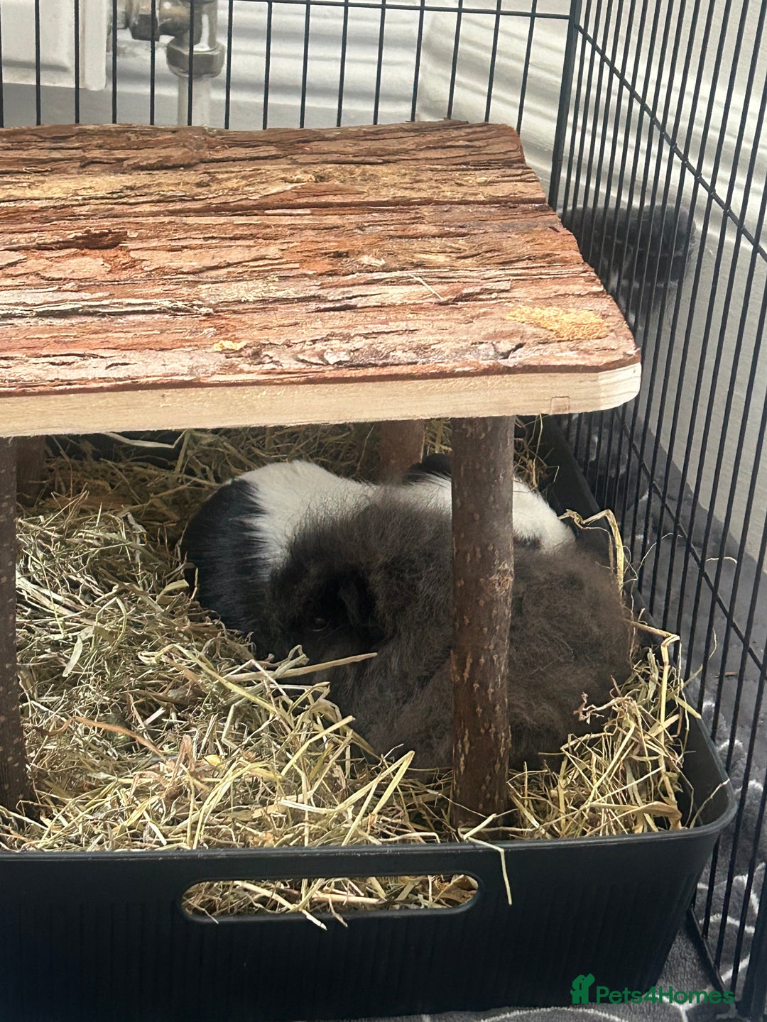 Guinea Pig rodents for sale: 2 guinea pigs free to good home - Image 2