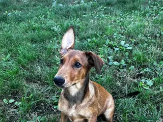 Dobermann dogs Beautiful litter of European Dobermann X - Advert 3