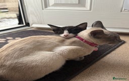Mixed Breed cats for sale: Two beautiful ladies 💜 - Image 23