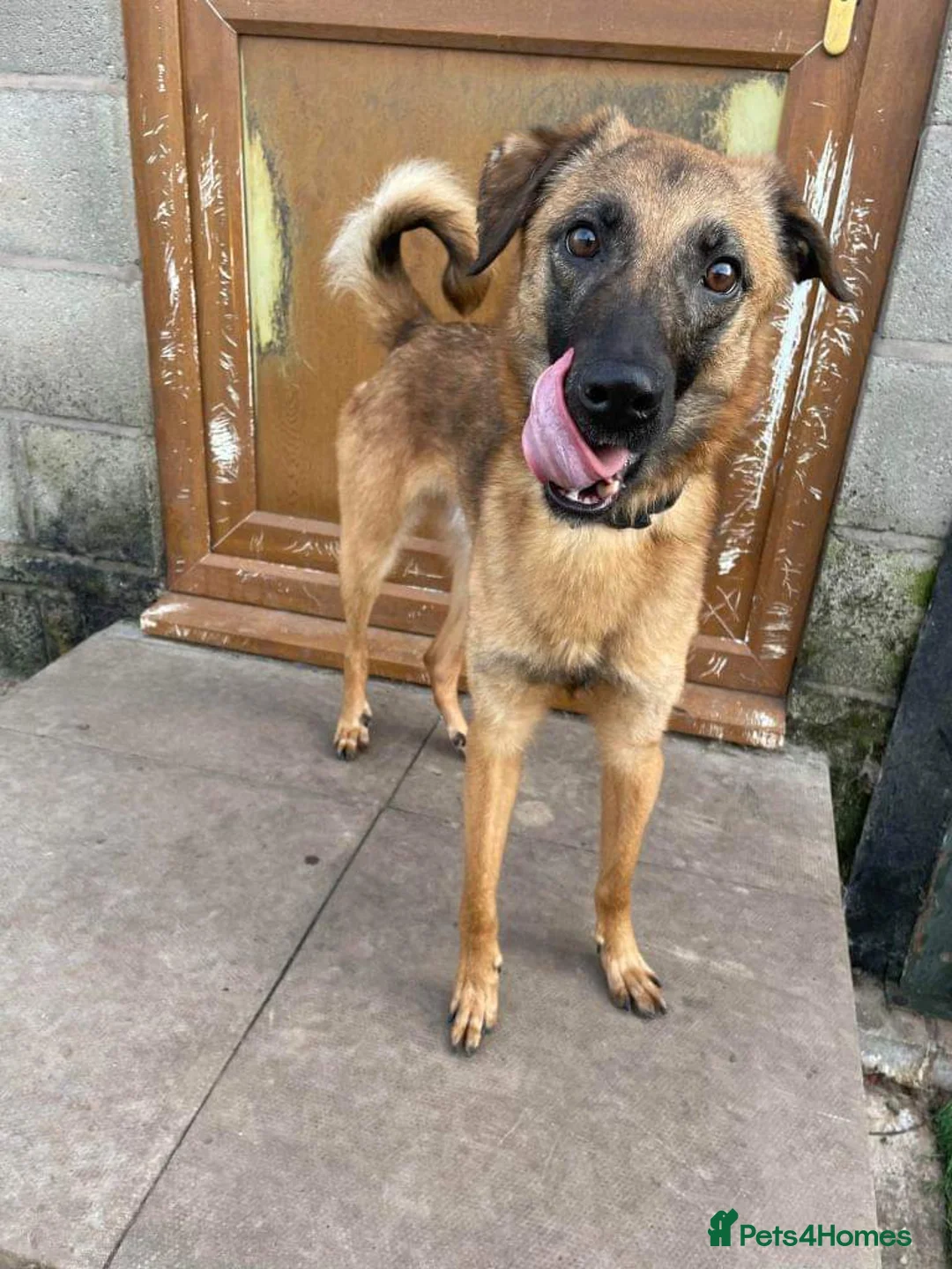 Mixed Breed dogs for adoption: Meet Ryder, currently residing in Cheshire  in Nantwich - Advert 2