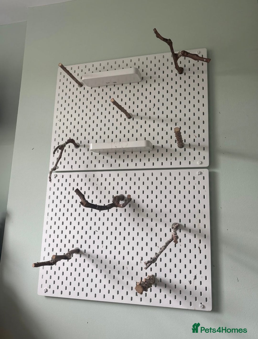 Finches birds for sale: Zebra Finches + Cage Setup - Image 7